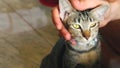Cute Tabby Cat Getting a Petting