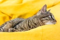 Cute tabby cat with green eyes lies on yellow bean bag.