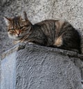 A tabby cat looks down into camera Royalty Free Stock Photo