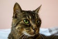 Cute tabby cat has beautiful eyes. she is lying on the bed