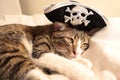 Cute Tabby Cat Has White Paws and a Pink Nose Has a Pirate Hat Royalty Free Stock Photo