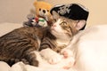 Cute Tabby Cat Has White Paws and a Pink Nose Has Plush Toys and a Pirate Hat Royalty Free Stock Photo