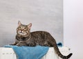 Cute tabby cat on heating radiator with near light grey wall