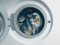 Cute tabby cat hiding in the washing machine.