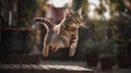 Cute tabby cat is jumping high in the air on a sunny day. Royalty Free Stock Photo