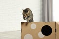 Cute tabby cat jumping out of cardboard house in room