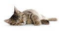 Cute tabby cat Royalty Free Stock Photo