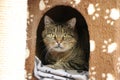 A cute tabby cat lies in the cave in the scratching post, which is decorated with paw prints Royalty Free Stock Photo