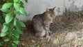 Cute tabby cat looking around, waiting for food