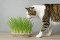 Cute tabby cat looking curious to a plant pot with fresh catnip. Royalty Free Stock Photo