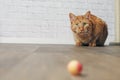 Cute ginger cat in the lurking. Royalty Free Stock Photo