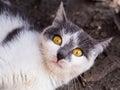 Cute tabby cat looking surprised and scared. Emotional surprised wide eyed pet portrait