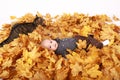 Tabby cat lying aside surprised baby boy lying in leaves