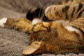 Cute tabby cat lying asleep curled up on grey furry bed Royalty Free Stock Photo