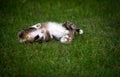 Cute tabby cat lying on grass Royalty Free Stock Photo