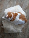 Cute tabby cat lying on a Lambskin. Seen directly above.