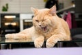 Cute tabby cat yawning on the table Royalty Free Stock Photo