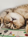 Cute Tabby Cat Lying Upside Down and Looking at Camera Royalty Free Stock Photo