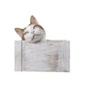 Cute tabby cat lying in a wooden box and looking curious away. Royalty Free Stock Photo