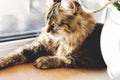 Cute tabby cat lying on wooden window sill in warm sunny light and relaxing. Adorable Main coon sleeping, cozy image. Isolation at