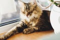 Cute tabby cat lying on wooden window sill in warm sunny light and relaxing. Adorable Main coon sleeping, cozy image. Isolation at