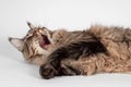 Cute tabby cat of Maine coon breed with green eyes tumbles on white background with opened mouth, asking for food or meowing. Conc Royalty Free Stock Photo