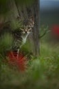 Cute tabby cat in a meadow Royalty Free Stock Photo