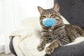 Cute tabby cat in medical mask. Virus protection for animal
