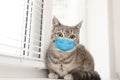 Cute tabby cat in medical mask on window sill. Virus protection for animal
