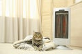 Cute tabby cat near electric infrared heater