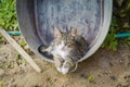 Cat in metal basin Royalty Free Stock Photo