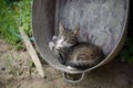 Cat in metal basin