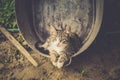 Cat in metal basin filtered Royalty Free Stock Photo