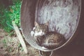 Cat in metal basin filtered Royalty Free Stock Photo