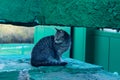 Cute tabby cat outdoors. Stray cat sitting outdoor. Animals, pets, concept.