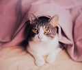 A cute tabby cat peacefully resting on a soft bed under a cozy pink blanket. It depicts the domestic pet\'s serene relaxation Royalty Free Stock Photo