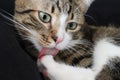 Cute Tabby Cat with a Pink Nose, White Paws, and Green Eyes Licks His Paw Royalty Free Stock Photo