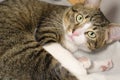 Cute Tabby Cat with a Pink Nose, White Paws, and Green Eyes Looks into the Camera Royalty Free Stock Photo