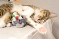 Cute Tabby Cat with a Pink Nose, White Paws, and Green Eyes Sleeps Royalty Free Stock Photo