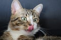 Cute Tabby Cat with a Pink Nose, White Paws, and Green Eyes Licks His Nose Royalty Free Stock Photo