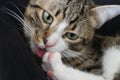 Cute Tabby Cat with a Pink Nose, White Paws, and Green Eyes Licks His Paw Royalty Free Stock Photo