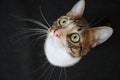 Cute Tabby Cat with a Pink Nose, White Paws, and Green Eyes Looks up Royalty Free Stock Photo