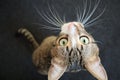 Cute Tabby Cat with a Pink Nose, White Paws, and Green Eyes Looks up Royalty Free Stock Photo