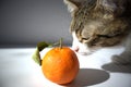 Cute Tabby Cat with a Pink Nose, White Paws, and Green Eyes Smells a Tangerine Royalty Free Stock Photo