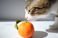 Cute Tabby Cat with a Pink Nose, White Paws, and Green Eyes Smells a Tangerine Royalty Free Stock Photo