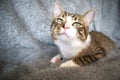 Cute Tabby Cat with a Pink Nose, White Paws, and Green Eyes Stretches His Neck Royalty Free Stock Photo