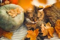 Cute tabby cat playing with autumn leaves, lying on rustic table with pumpkins. Thanksgiving or Halloween concept. Maine coon with