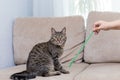 Cute tabby cat playing with a stick Royalty Free Stock Photo