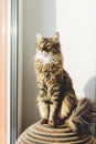 Cute tabby cat proudly sitting on window sill in warm sunny light. Adorable Main coon with green eyes and funny amusing emotion