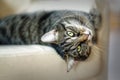 Cute tabby cat relaxes on an armchair and looks into the camera Royalty Free Stock Photo